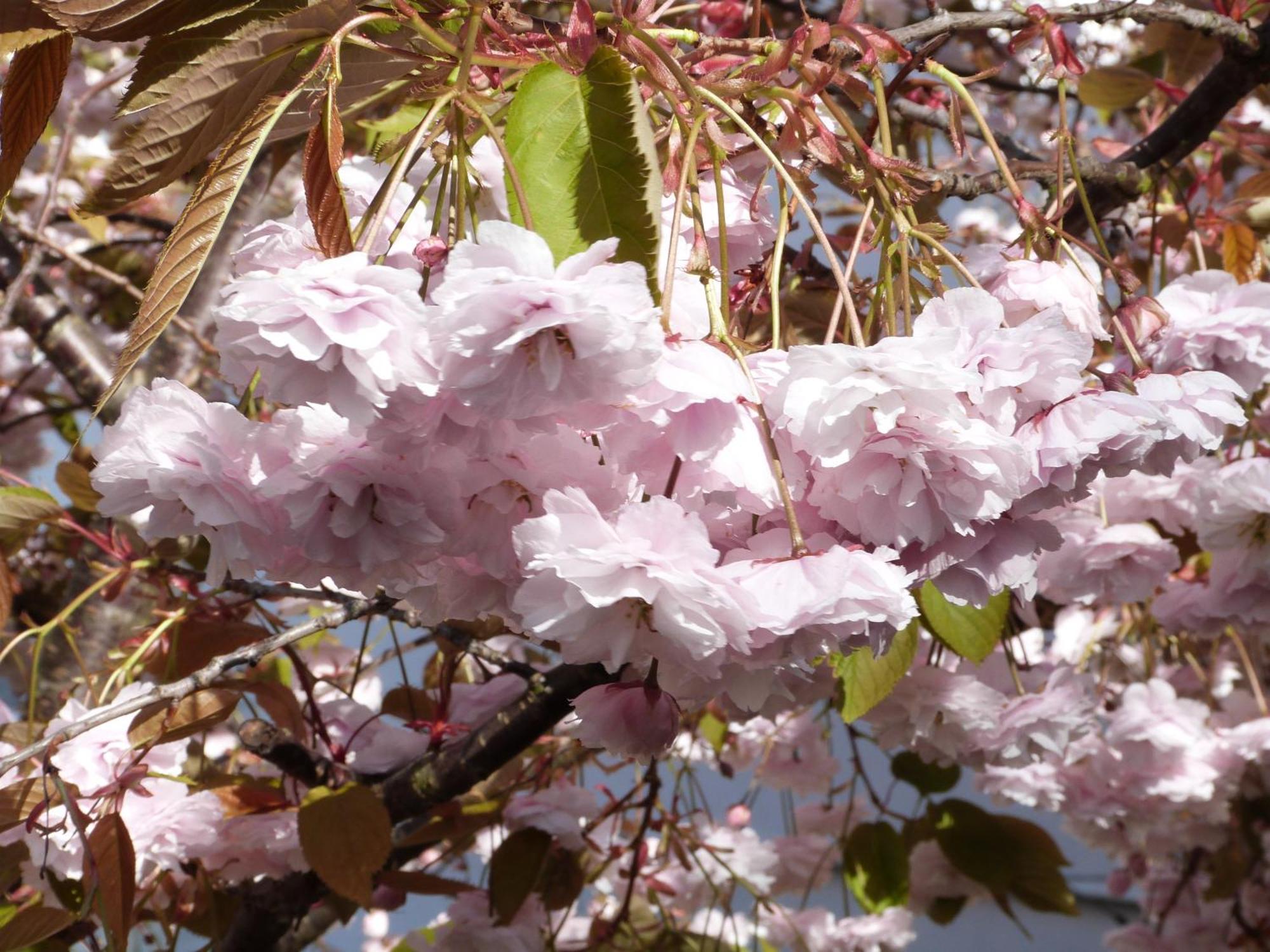 The Cherry Tree Guest House Eastbourne Eksteriør billede