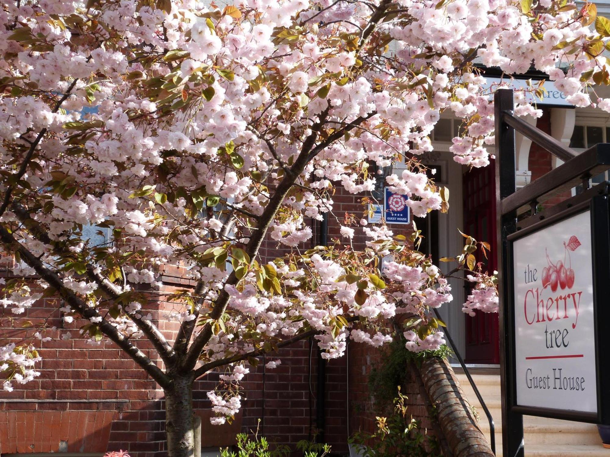 The Cherry Tree Guest House Eastbourne Eksteriør billede